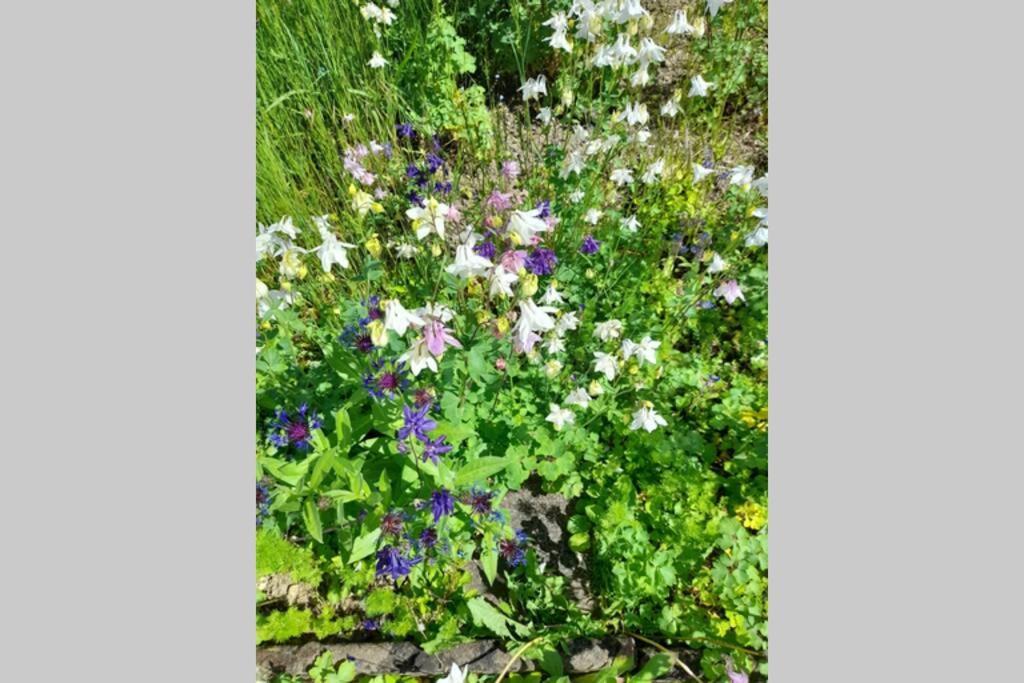 Hinter Burg, Haus Mit Garten Mayen Ngoại thất bức ảnh